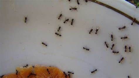 ¿Hacen caca las hormigas en tu casa?
