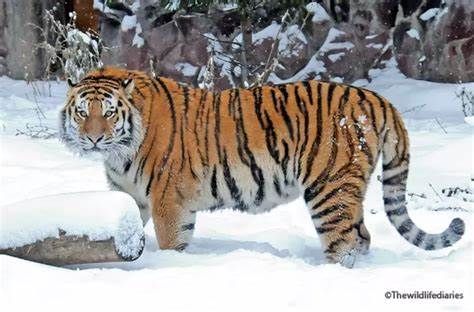 Combien pèse un tigre du Bengale adulte ?