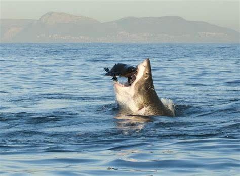 ¿Están los grandes tiburones blancos en Puget Sound?